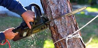 Reliable Monaca, PA Tree Removal and Landscaping Services Solutions